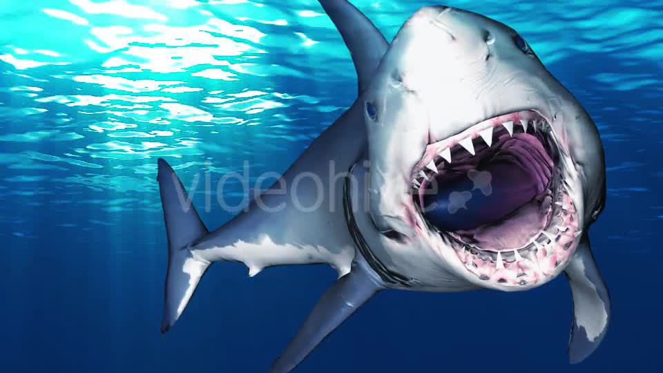 Shark Attack V6 Videohive 19437935 Motion Graphics Image 1