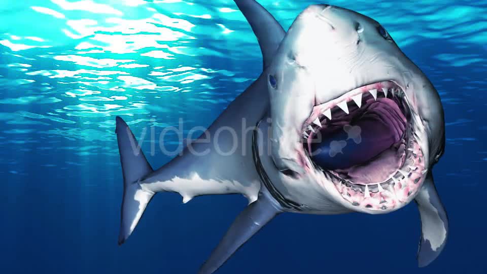 Shark Attack - Download