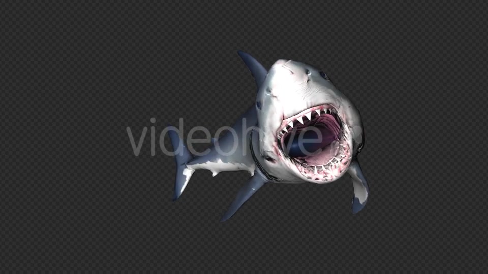 Shark Attack V6 Videohive 19437935 Motion Graphics Image 10