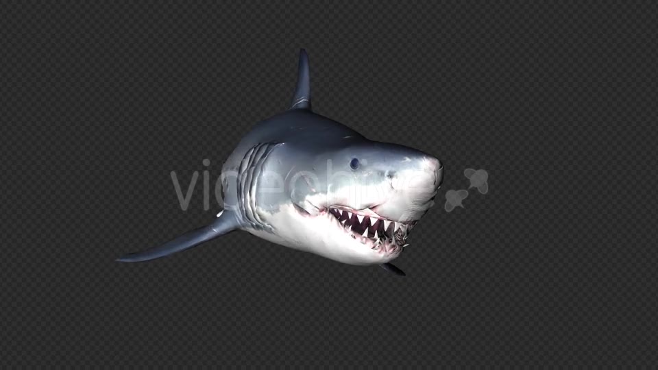 Shark Attack V6 Videohive 19437935 Motion Graphics Image 11