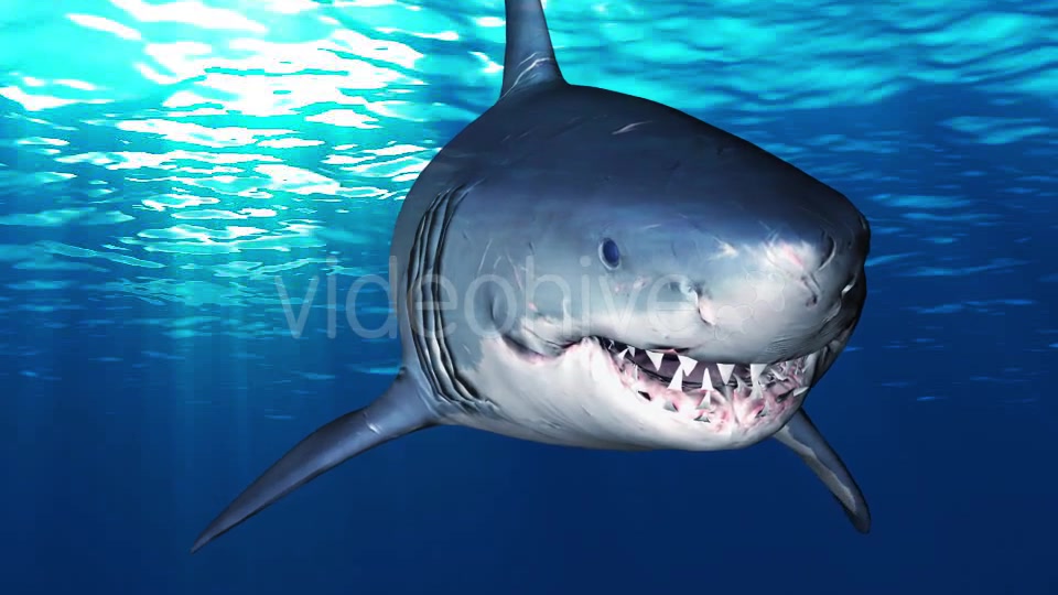 Shark Attack V6 Videohive 19437935 Motion Graphics Image 3