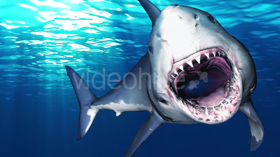 Shark Attack V6 Videohive 19437935 Motion Graphics Image 4