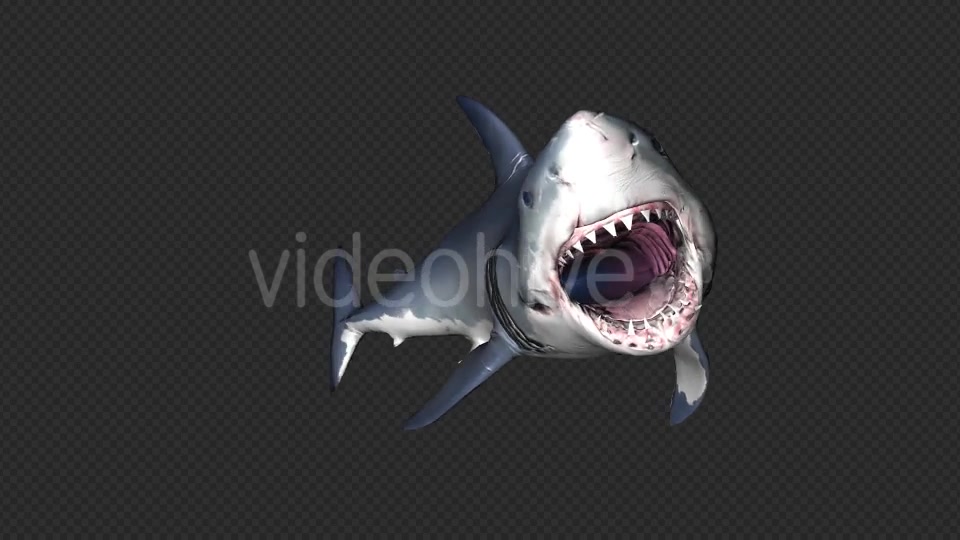 Shark Attack V6 Videohive 19437935 Motion Graphics Image 7