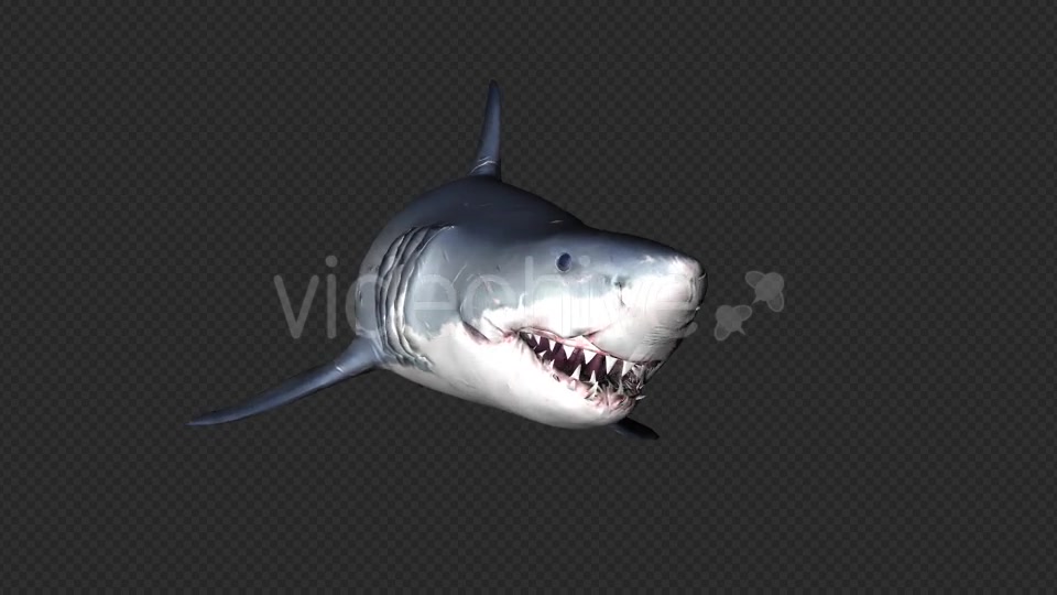 Shark Attack V6 Videohive 19437935 Motion Graphics Image 8