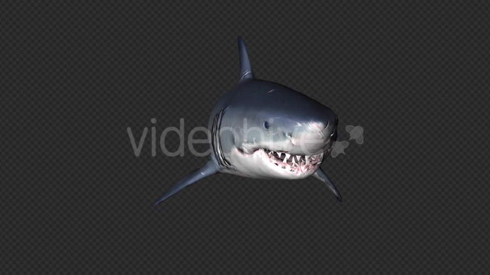 Shark Attack V6 Videohive 19437935 Motion Graphics Image 9