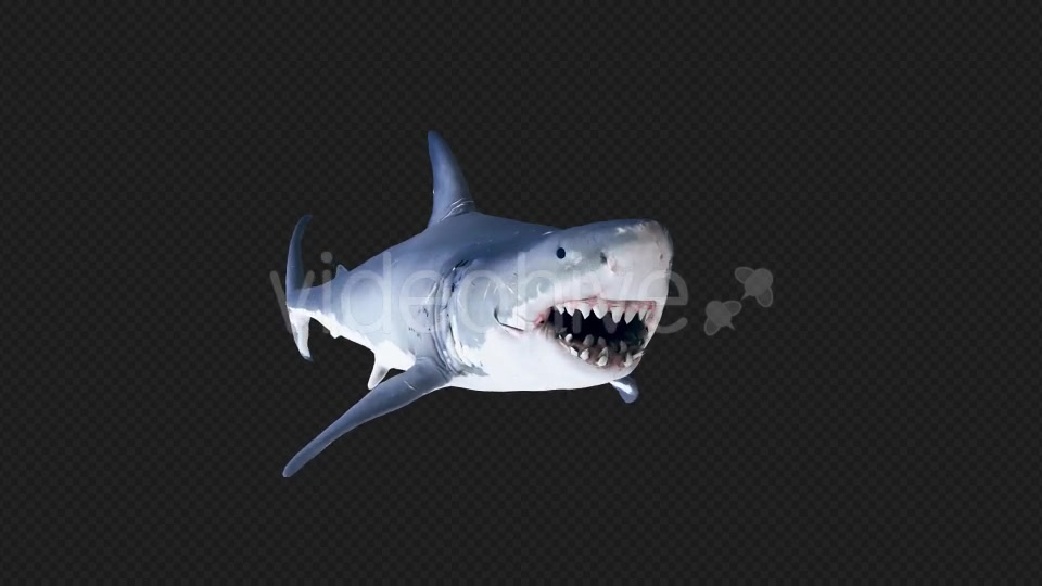Shark AttackV4 Videohive 19431816 Motion Graphics Image 11