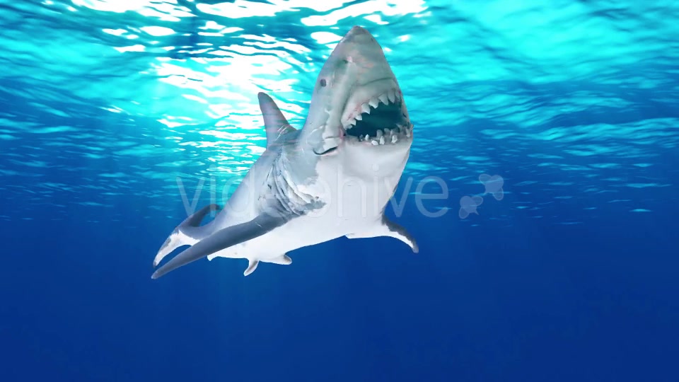 Shark AttackV4 Videohive 19431816 Motion Graphics Image 4