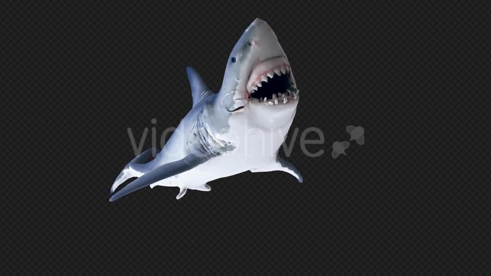 Shark AttackV4 Videohive 19431816 Motion Graphics Image 7