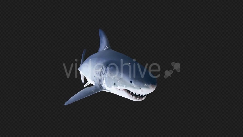 Shark AttackV4 Videohive 19431816 Motion Graphics Image 9