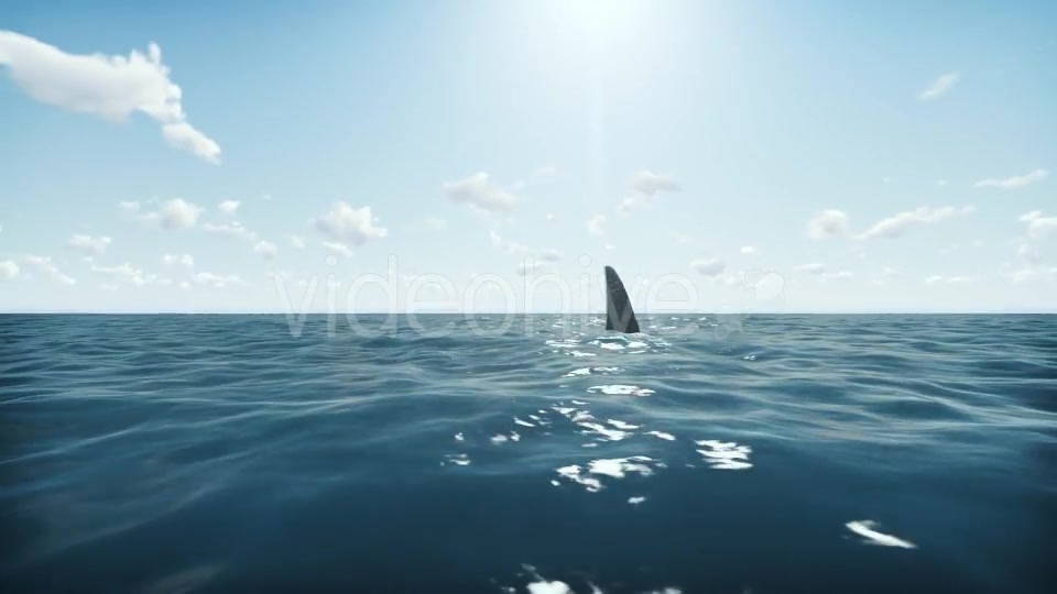 Shark Videohive 20004790 Motion Graphics Image 4