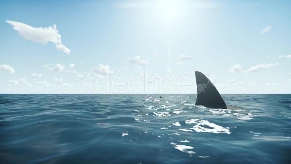 Shark Videohive 20004790 Motion Graphics Image 5