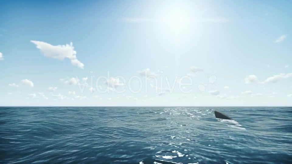 Shark Videohive 20004790 Motion Graphics Image 7