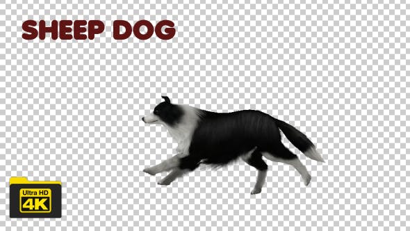 Sheep Dog - 19744083 Videohive Download