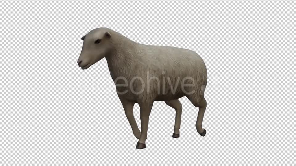 Sheep Looped 2 Videohive 20704837 Motion Graphics Image 1