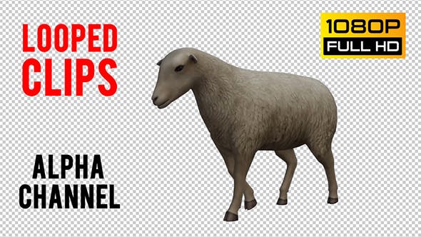 Sheep Looped 2 - Download Videohive 20704837