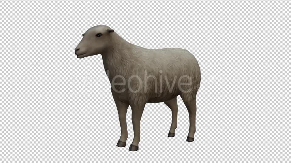 Sheep Looped Videohive 20704832 Motion Graphics Image 1