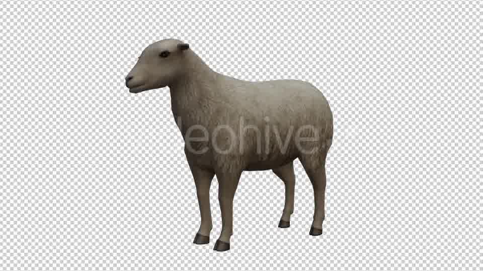 Sheep Looped Videohive 20704832 Motion Graphics Image 10