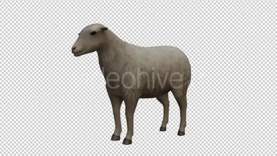 Sheep Looped Videohive 20704832 Motion Graphics Image 12
