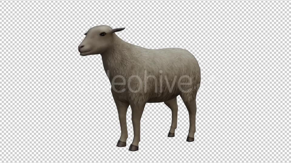 Sheep Looped Videohive 20704832 Motion Graphics Image 2