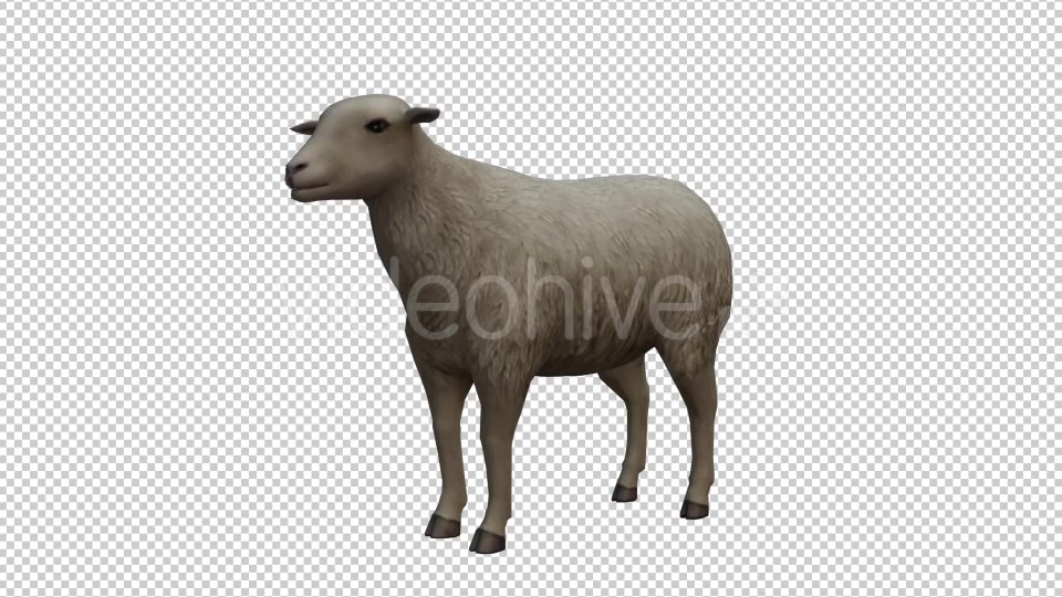 Sheep Looped Videohive 20704832 Motion Graphics Image 3