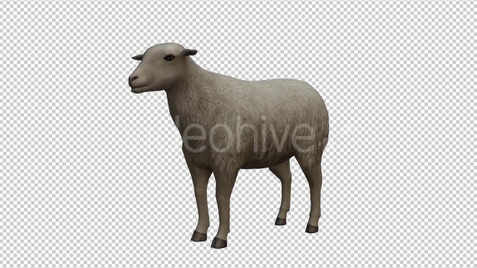 Sheep Looped Videohive 20704832 Motion Graphics Image 4