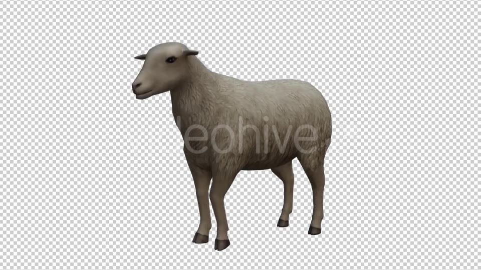 Sheep Looped Videohive 20704832 Motion Graphics Image 5