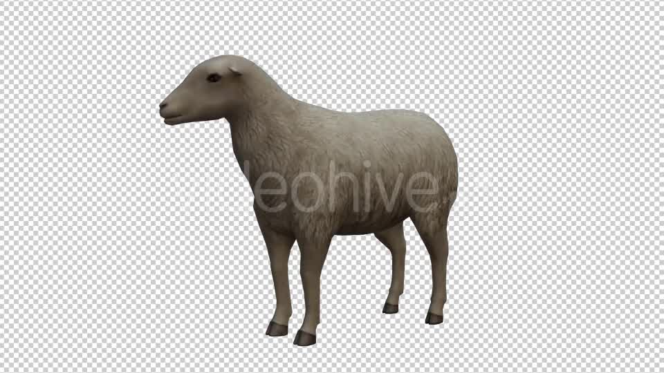 Sheep Looped Videohive 20704832 Motion Graphics Image 7