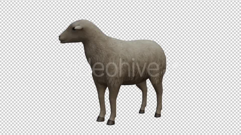 Sheep Looped Videohive 20704832 Motion Graphics Image 8