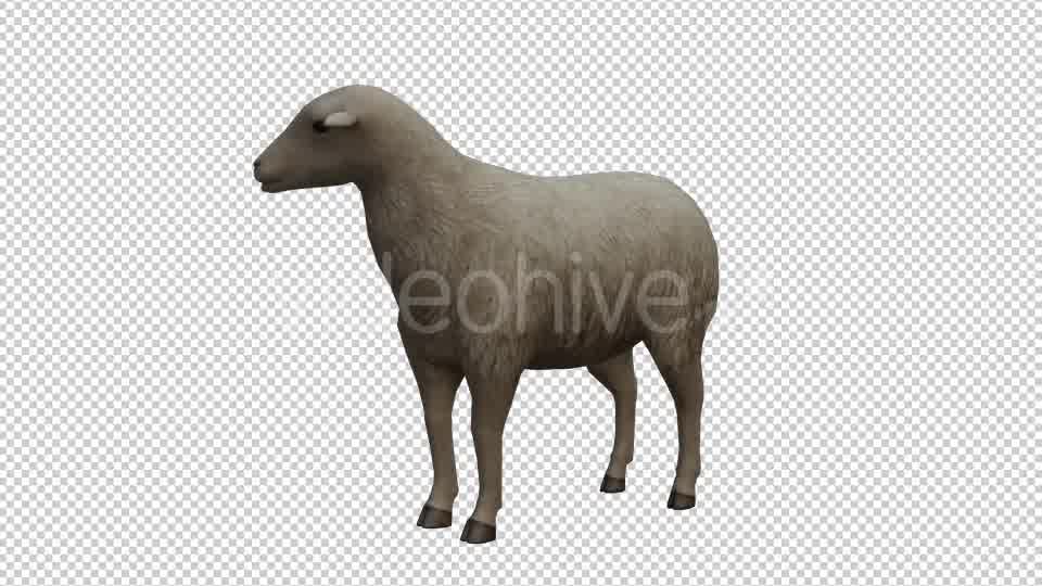 Sheep Looped Videohive 20704832 Motion Graphics Image 9