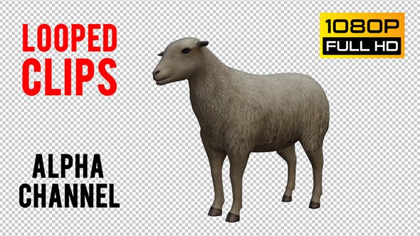 Sheep Looped - 20704832 Download Videohive