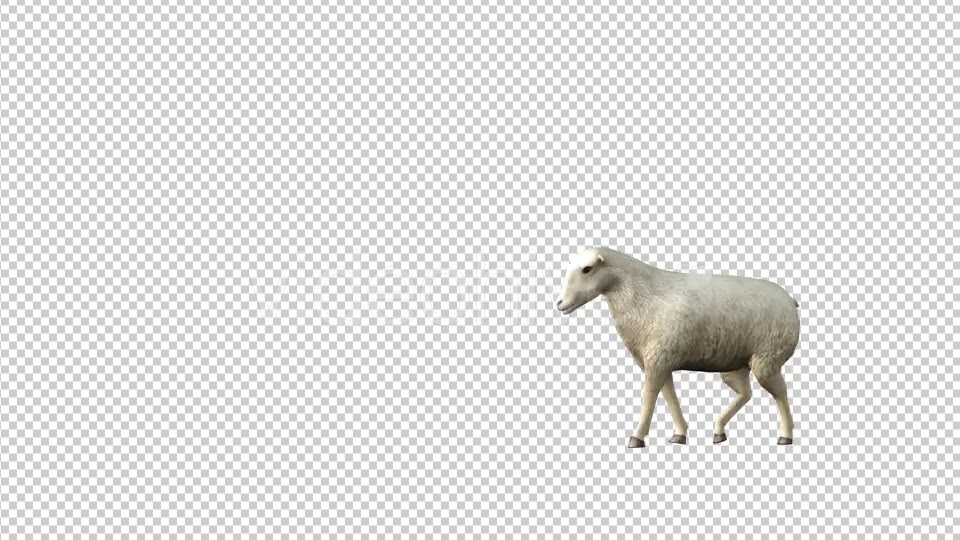 Sheep Walk Videohive 19613675 Motion Graphics Image 5