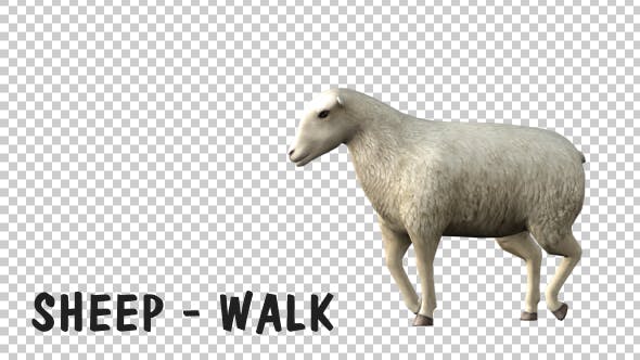 Sheep Walk - 19613675 Download Videohive