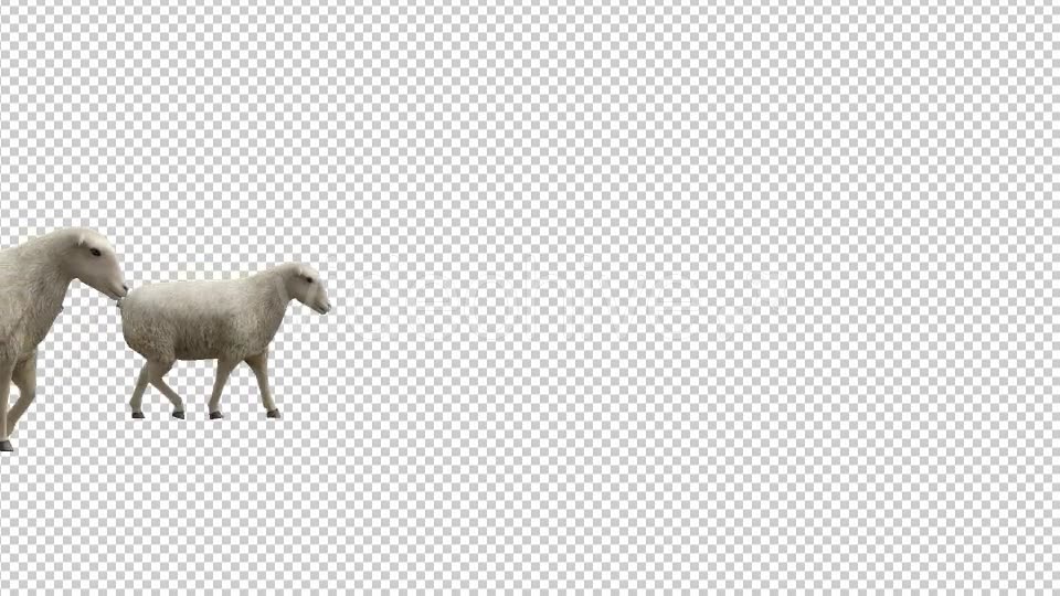 Sheeps Videohive 20482183 Motion Graphics Image 2