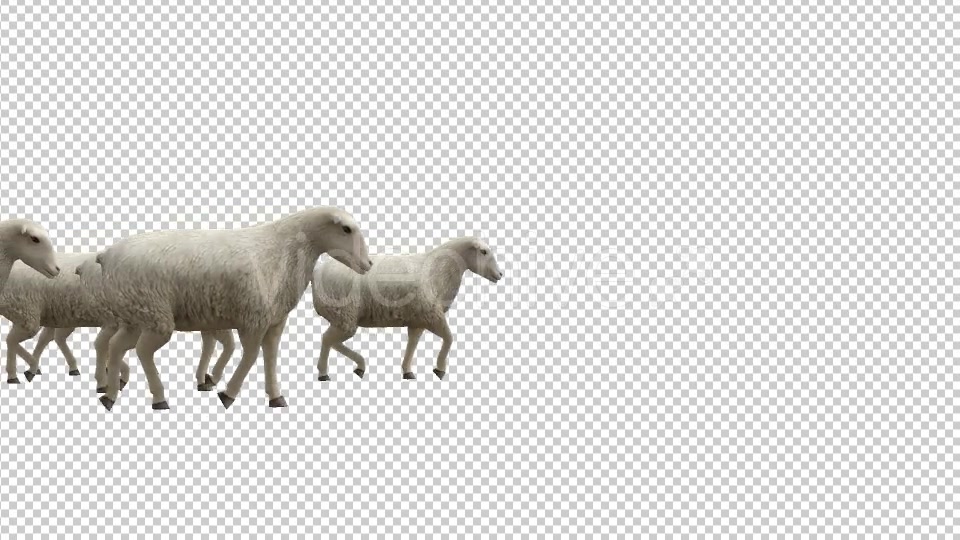 Sheeps Videohive 20482183 Motion Graphics Image 3