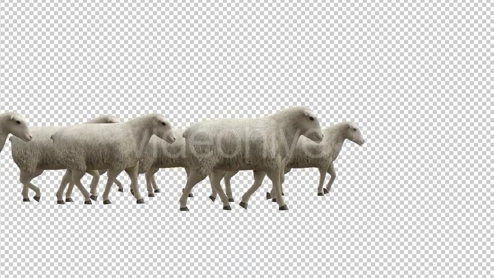 Sheeps Videohive 20482183 Motion Graphics Image 4