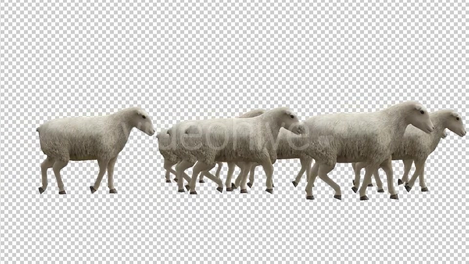 Sheeps Videohive 20482183 Motion Graphics Image 5