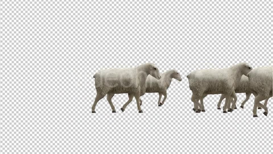 Sheeps Videohive 20482183 Motion Graphics Image 6