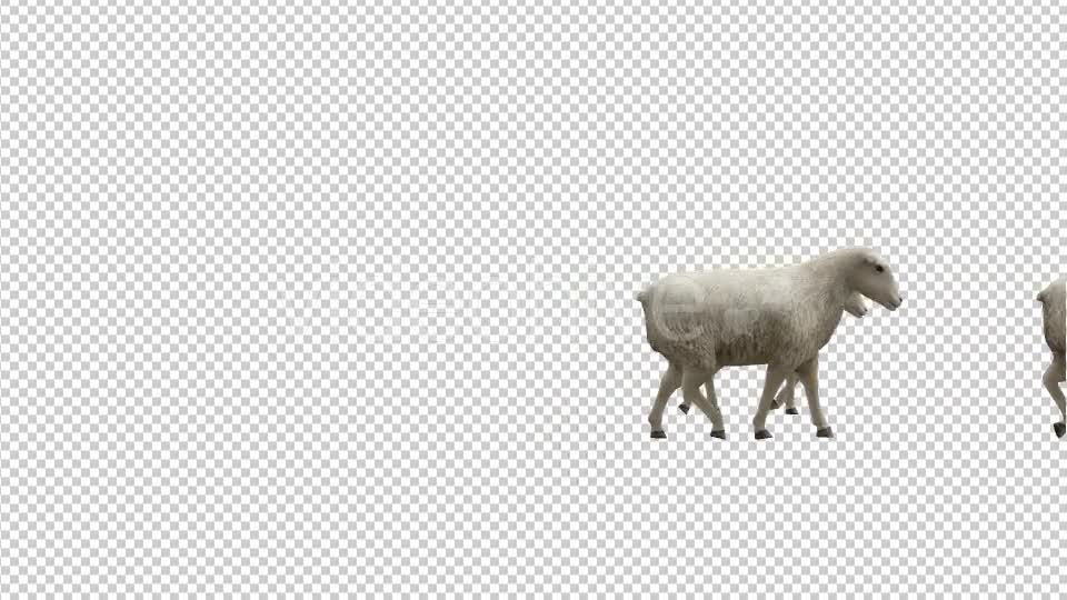 Sheeps Videohive 20482183 Motion Graphics Image 7