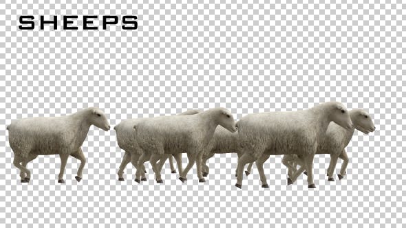 Sheeps - 20482183 Download Videohive