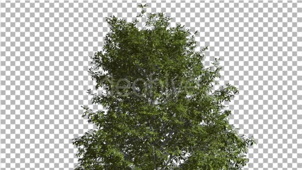 Shingle Oak Top of the Tree is Swaying at The Videohive 14720133 Motion Graphics Image 1