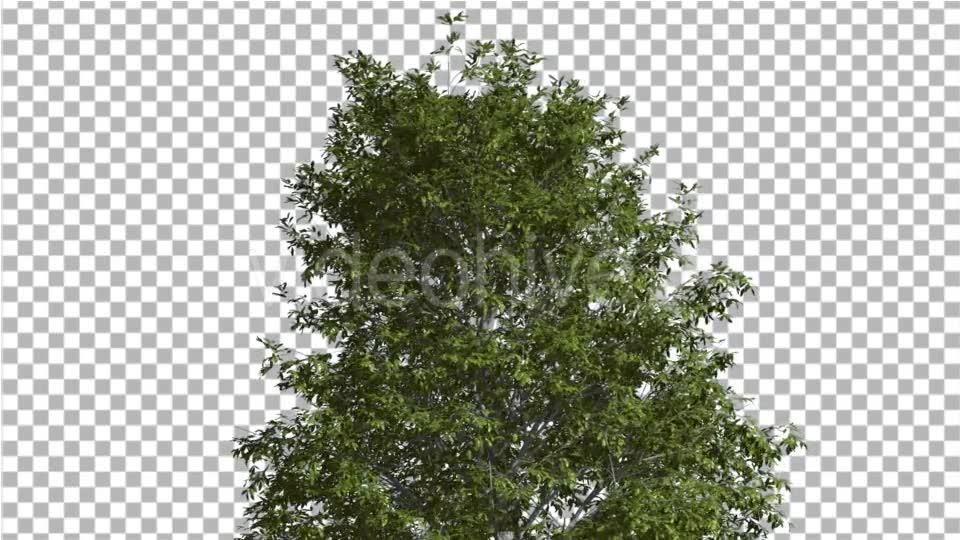 Shingle Oak Top of the Tree is Swaying at The Videohive 14720133 Motion Graphics Image 2