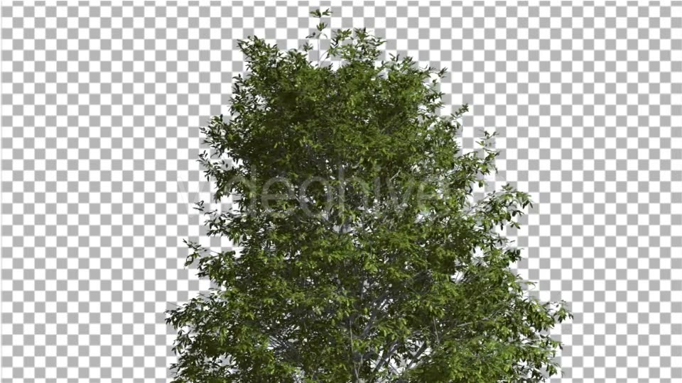 Shingle Oak Top of the Tree is Swaying at The Videohive 14720133 Motion Graphics Image 3