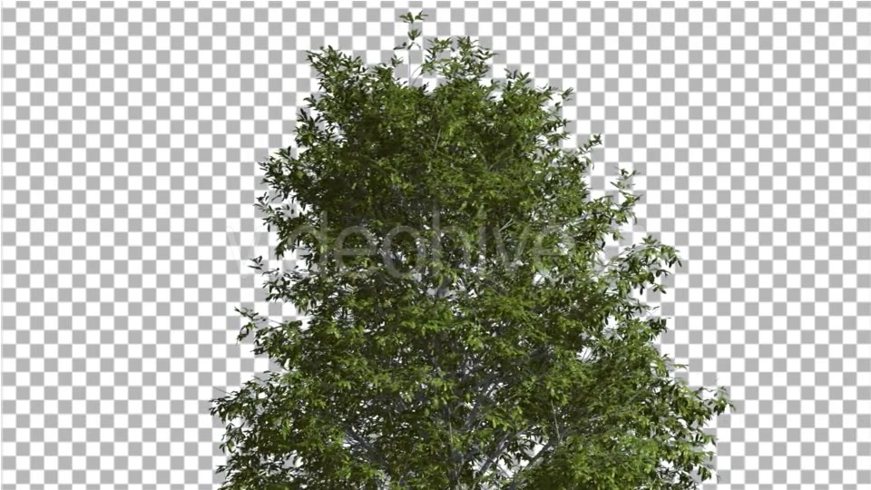 Shingle Oak Top of the Tree is Swaying at The Videohive 14720133 Motion Graphics Image 4