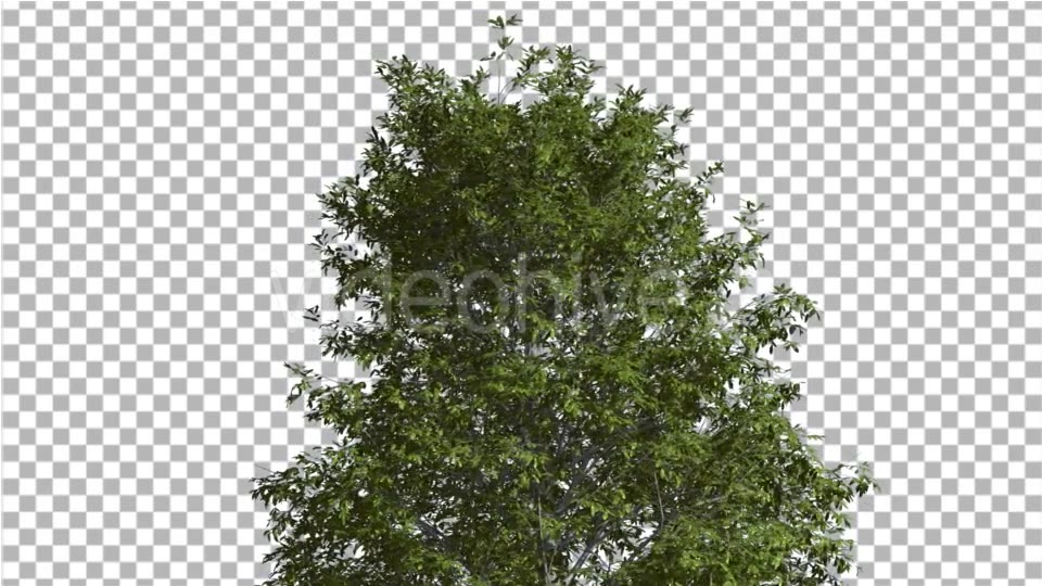 Shingle Oak Top of the Tree is Swaying at The Videohive 14720133 Motion Graphics Image 5