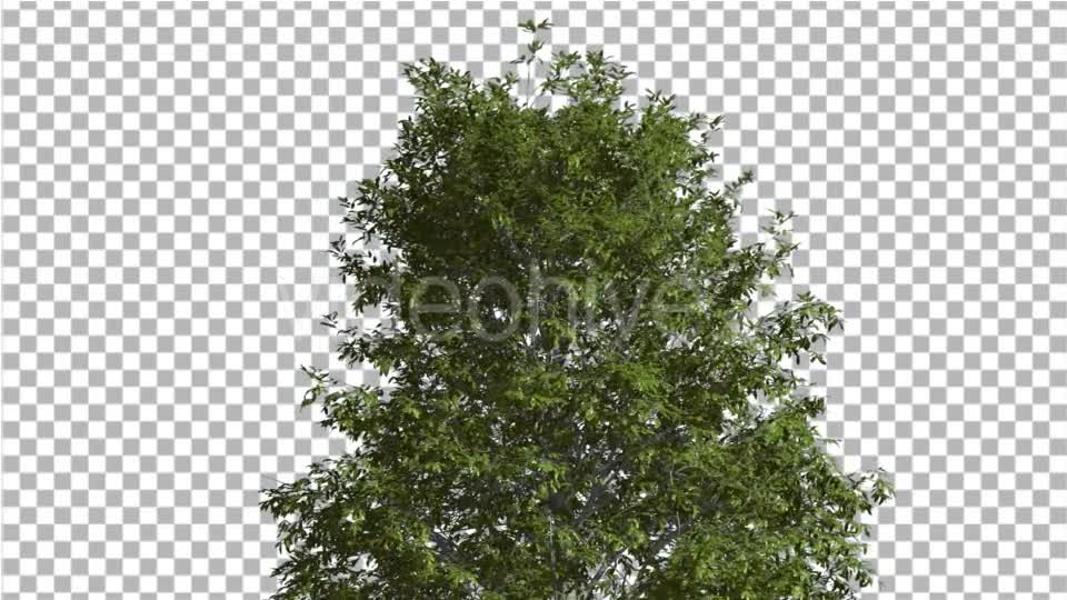 Shingle Oak Top of the Tree is Swaying at The Videohive 14720133 Motion Graphics Image 7