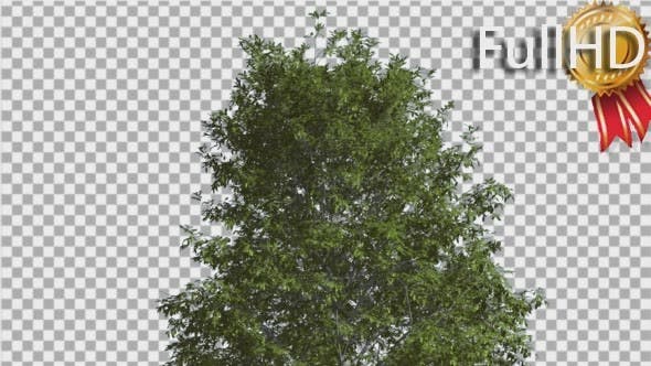 Shingle Oak Top of the Tree is Swaying at The - Download 14720133 Videohive