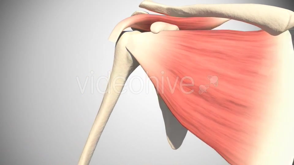 Shoulder Dislocation Videohive 16088265 Motion Graphics Image 6