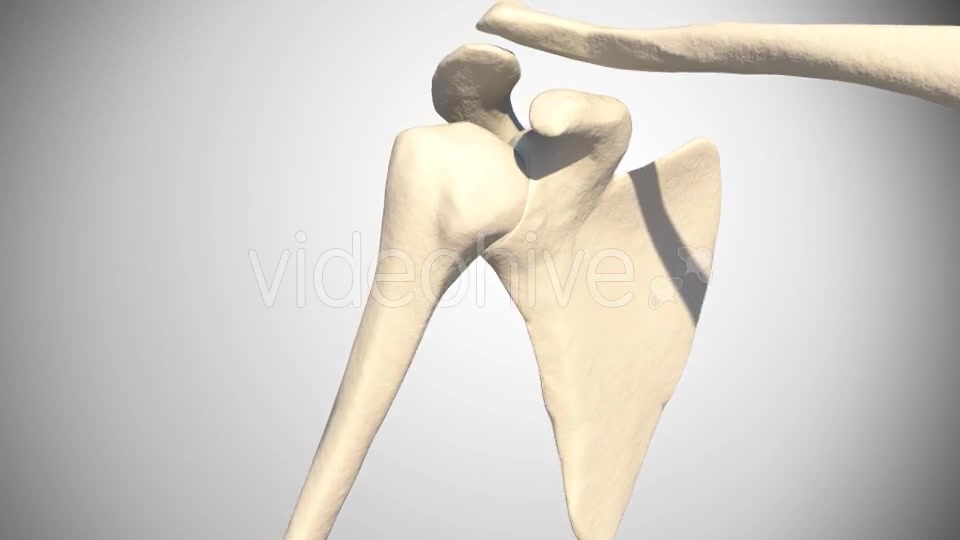 Shoulder Dislocation Videohive 16088265 Motion Graphics Image 7