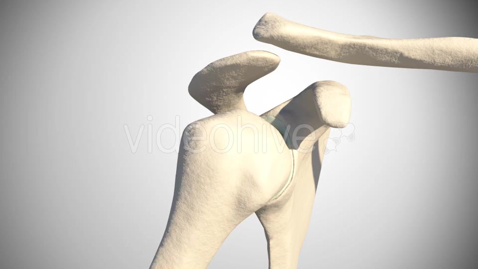 Shoulder Dislocation Videohive 16088265 Motion Graphics Image 9