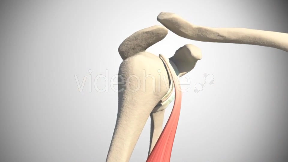 Shoulder Slap Videohive 16088766 Motion Graphics Image 4